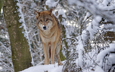 Житель Коми отбился от двух волков тазиком