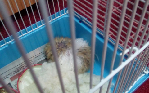 В Сыктывкаре хомяка выбросили в сугроб умирать от холода