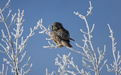 Погода в Сыктывкаре 10 марта: ожидаются температурные перепады