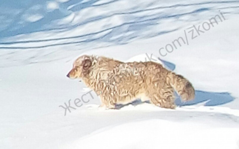 В Коми живодеры безжалостно кинули собаку в яму умирать на морозе (фото)