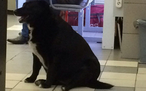 В одном из городов Коми появился Хатико, история которого заставит вас плакать (фото)