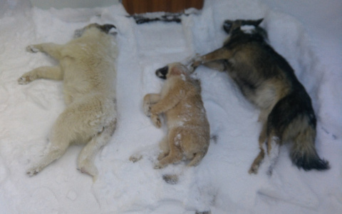 Зоозащитники Коми: «Мэрия города устроила массовое отравление собак» (фото строго 16+)