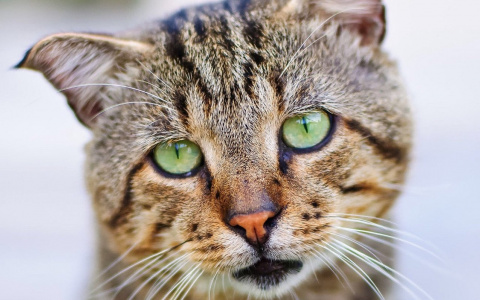 Сыктывкарец объяснил, почему зажарил на плите котят своей матери