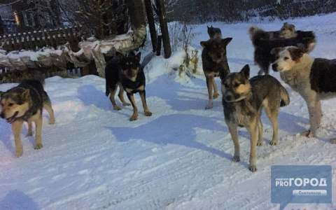 Травить или стрелять: жители Коми обсуждают, как бороться с бродячими собаками