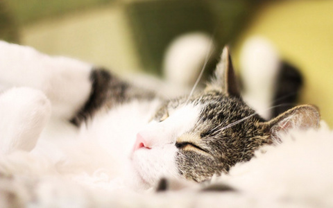 Несбывшаяся мечта и смерть родственника: сыктывкарцы рассказали о своих снах