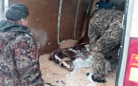 В Коми спасатели помогли беспомощной лошади, которая замерзала в снегу (фото)