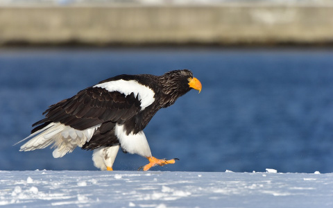 Погода в Сыктывкаре на 22 марта: ожидаются резкие перепады температур