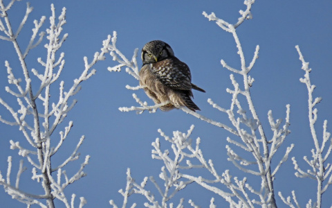 В Коми пришли аномальные морозы