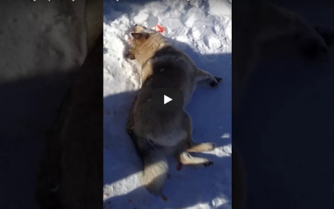 В Коми собаки умерли в ужасных муках из-за яда на улицах (видео строго 16+)