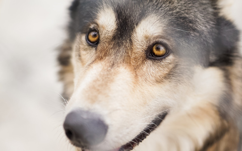 Сыктывкарцы утверждают, что видели волков возле ТРЦ «Макси»