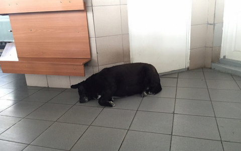 Хозяйка рассказала трогательную историю жизни собаки, которую называют Хатико из Коми