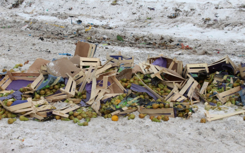 В Сыктывкаре раздавили бульдозером 700 килограммов «санкционных» фруктов