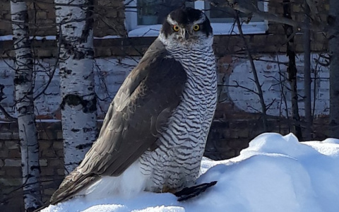 Жители Коми увидели на улицах города полного «пингвина» (фото)
