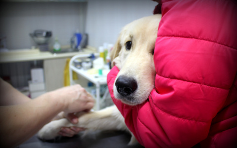 В сыктывкарской ветклинике за 8 минут определят, что случилось с вашим питомцем