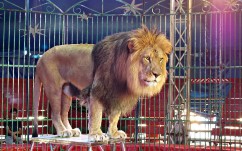 «Евро Цирк» привезет в Сыктывкар незабываемые номера со всего мира