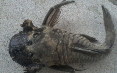 В Коми поймали неведомую чудо-рыбу с головой щенка (фото)