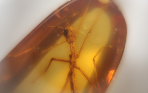 На миллионы лет в прошлое: в Сыктывкаре впервые открылась выставка древних существ