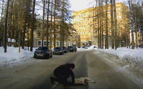 В Коми собака в муках умирала от отравления возле детского парка (видео)