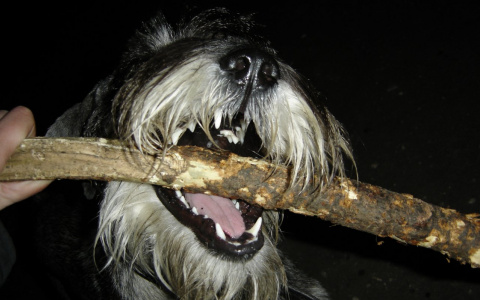 В Коми разъяренная собачья свора набросилась на пенсионерку прямо возле храма