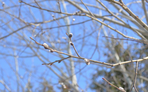 Погода в Сыктывкаре 6 апреля: ни ветра, ни осадков