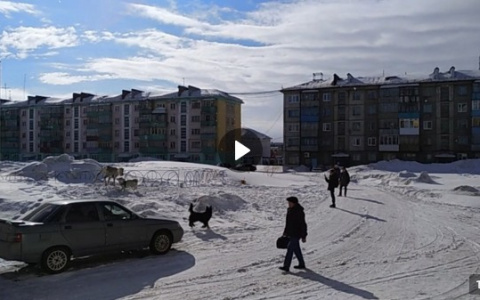 В Коми во дворе жилого дома на оленя напали собаки (видео)