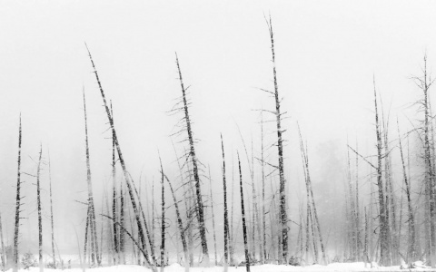 МЧС предупреждает: в Коми ожидается штормовой ветер