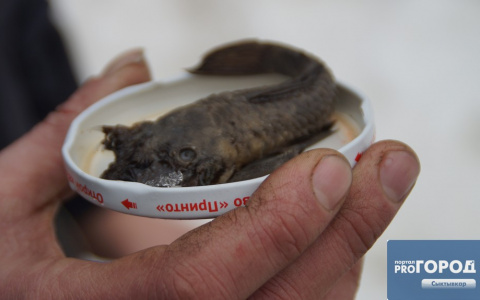 Ученым привезли на опознание чудо-рыбу с головой щенка, которую поймали в Коми (фото)