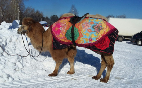 В Сыктывкаре умер верблюд