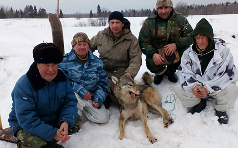 Жители Коми дали отпор волкам: охотники застрелили уже девятого хищника