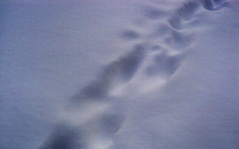 Названа точная причина смерти сыктывкарца, тело которого нашли в снегу за ночным клубом