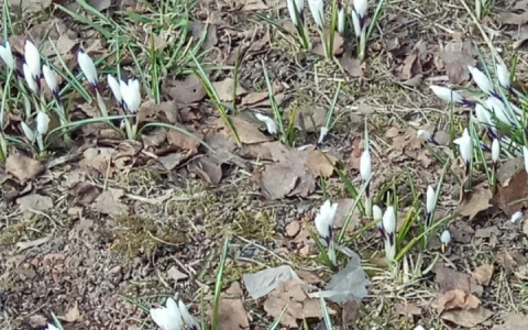 В Сыктывкаре появились первые подснежники (фото)
