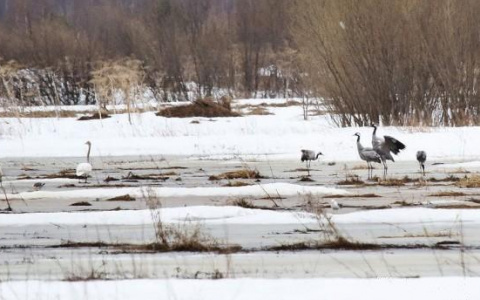 В Сыктывкаре заметили птиц, занесенных в Красную Книгу