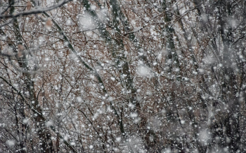 Погода в Сыктывкаре 24 апреля: в целом потеплеет, но снег и ветер никуда не денутся