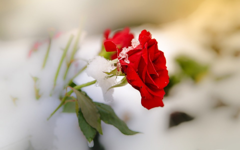 В Сыктывкаре 31-летний мужчина свел счеты с жизнью