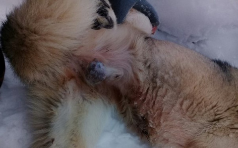 В одном из городов Коми живодеры отрубают бездомным собакам лапы