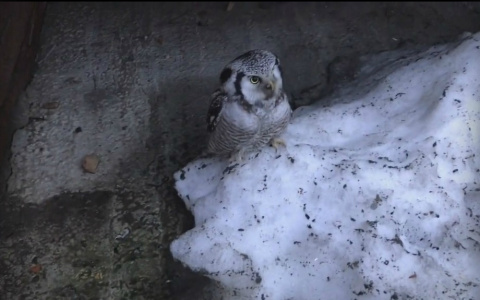 Жители Сыктывкара вытаскивали из-под балкона сову (видео)