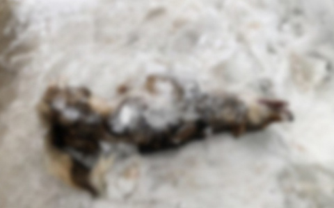 В Коми на дачах высокопоставленных чиновников массово травят собак (фото 16+)