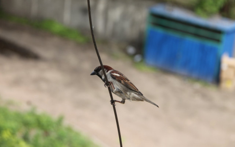 Синоптики Коми рассказали, какая погода будет в мае