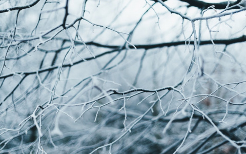 Погода в Сыктывкаре 5 мая: ночью ожидаются заморозки