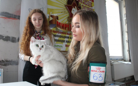 Коты с расцветкой леопарда и милыми глазами: в Сыктывкаре открылась выставка кошек (фото)
