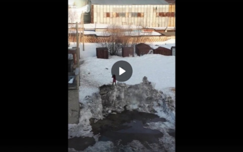 Жителей Коми поразило жестокое видео, где девочка сбрасывает щенка с горки