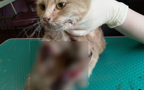 В Сыктывкаре живодеры привязали кошку к машине и протащили по асфальту (фото строго 16+)