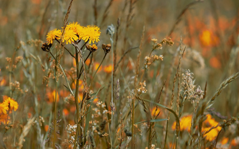 Синоптики рассказали о погоде в Сыктывкаре в эти выходные