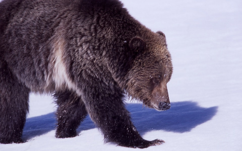 В Коми медведь зашел во двор к людям и разорвал их домашнего любимца