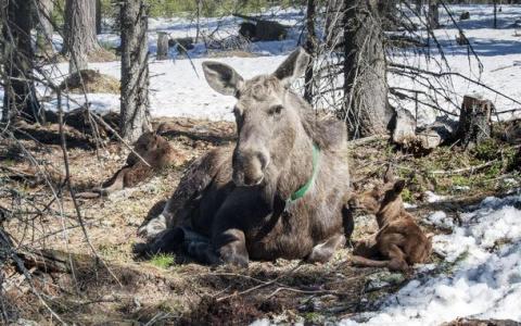 На единственной в Коми лосеферме за три дня родилось две двойни (видео)