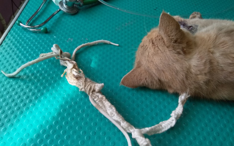 В Сыктывкаре разыскивают живодеров, которые протащили кошку по асфальту