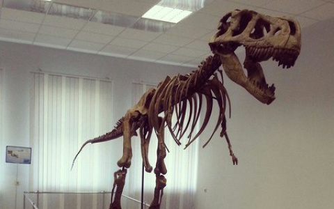 День музеев: три необычных музея в Сыктывкаре, в которые вы сможете не попасть