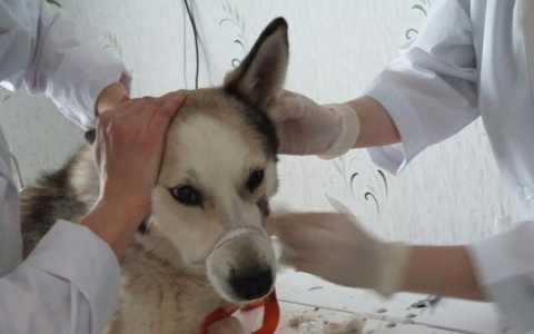 Жительнице Коми грозят судом за спасение собаки, которая гнила заживо