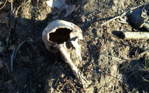 В Коми у братской могилы валяются останки людей, до которых никому нет дела (фото)