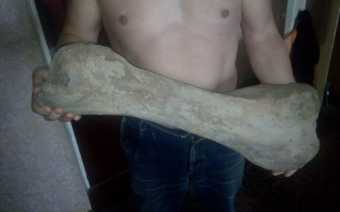 Житель Коми продает настоящую кость мамонта